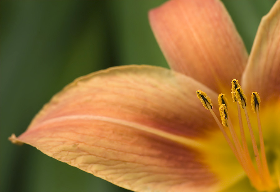 colors - orange