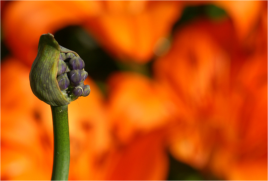 blau vor orange