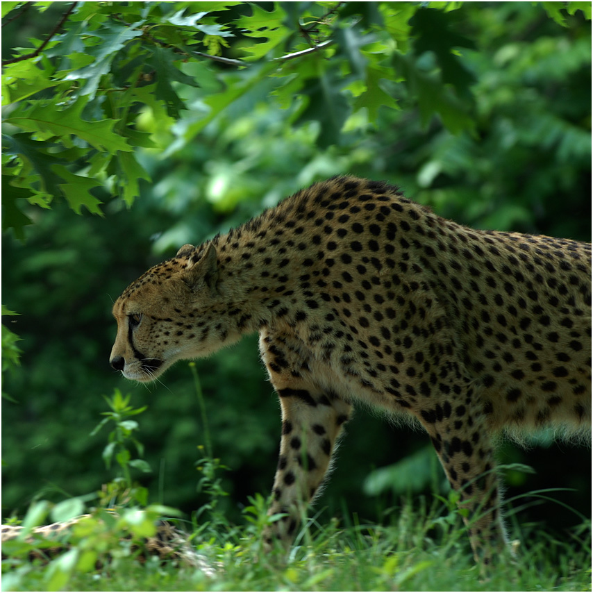 gepard