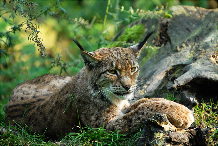 luchs