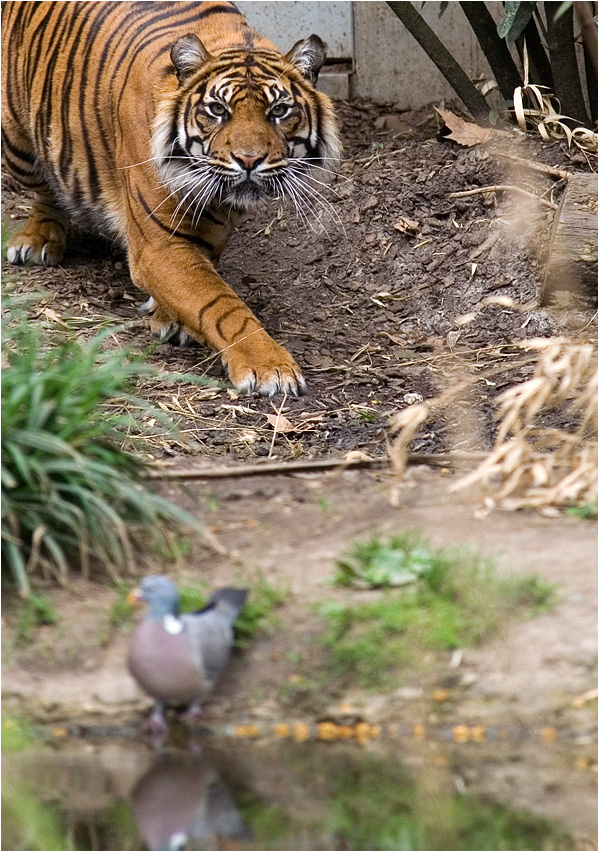 Tiger und Taube 1