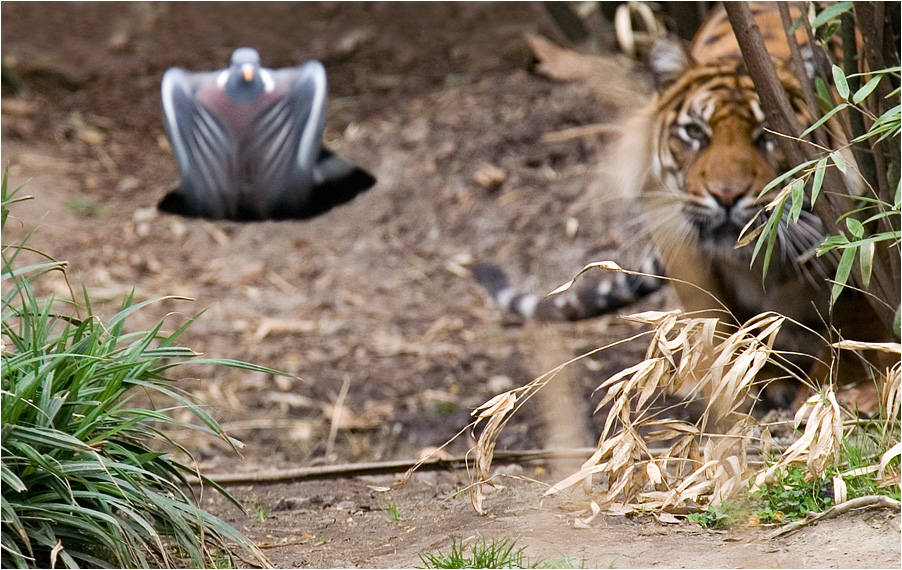 Tiger und Taube 2