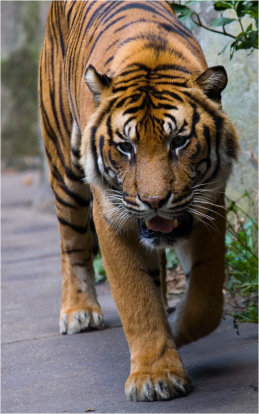 Tigerkatzi2