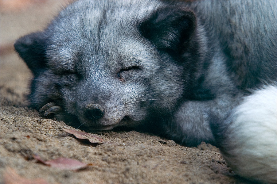 Polarfuchs