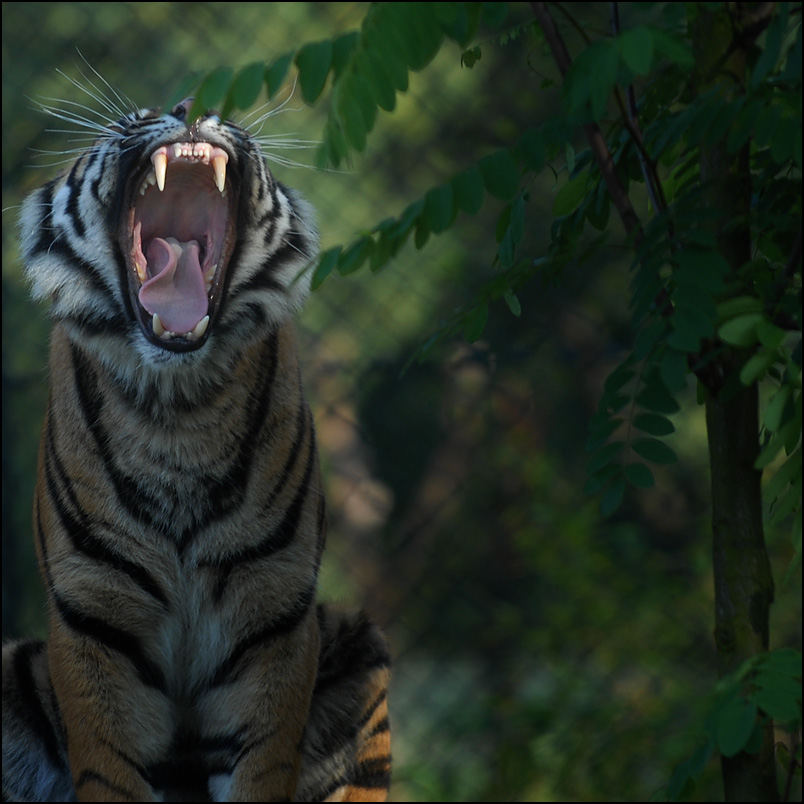 roar