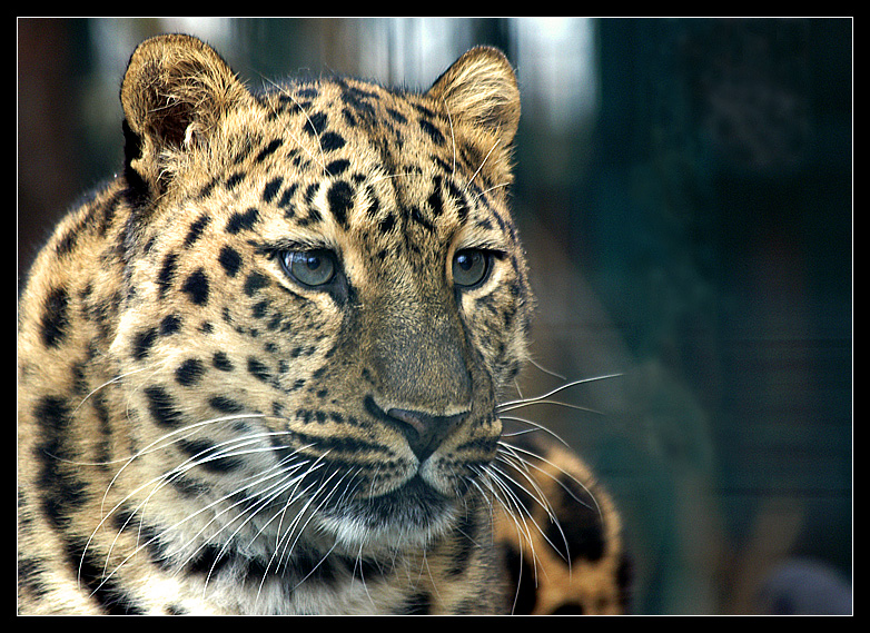 Leopard