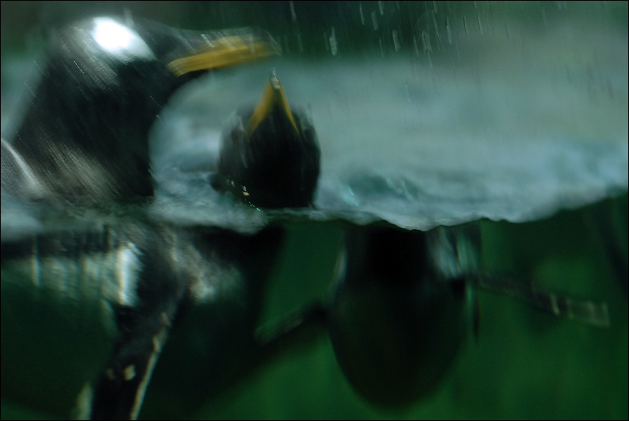 pingus