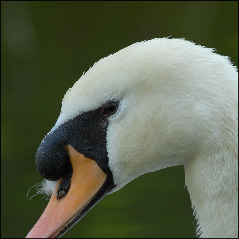schwan