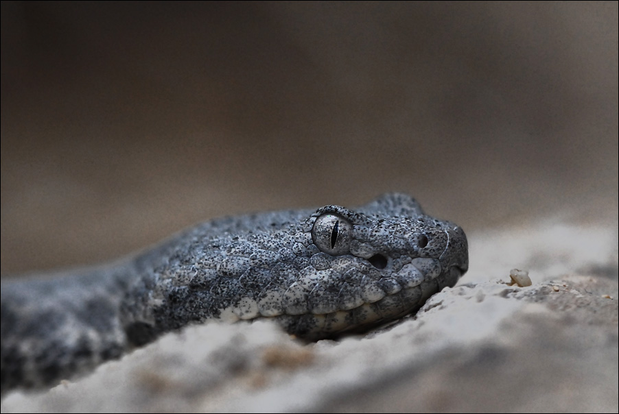 rattlesnake