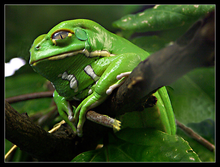 Frosch