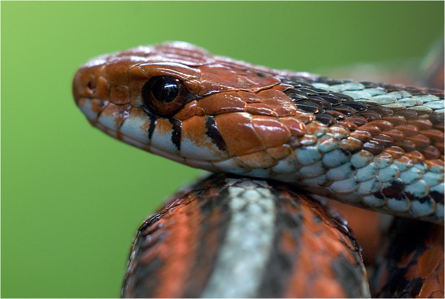 snake
