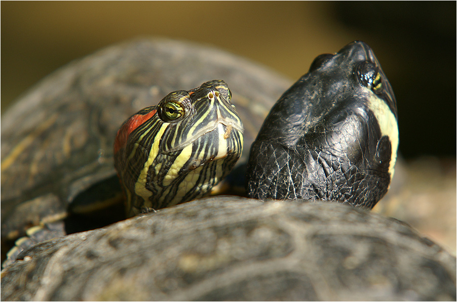 Schildkrtenkuscheln