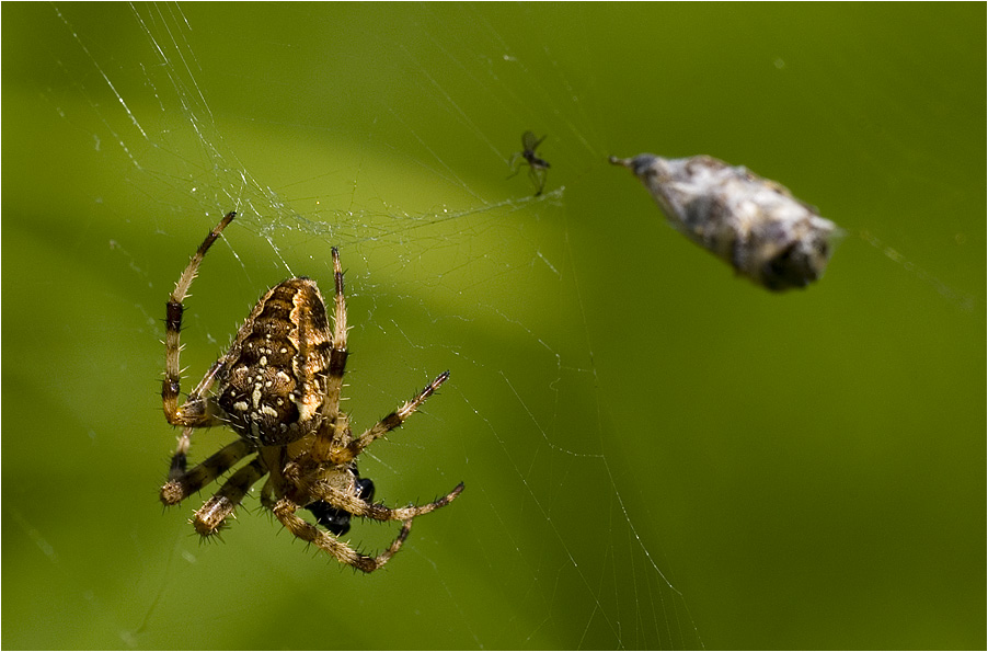 ...sie kann sich nicht entscheiden..