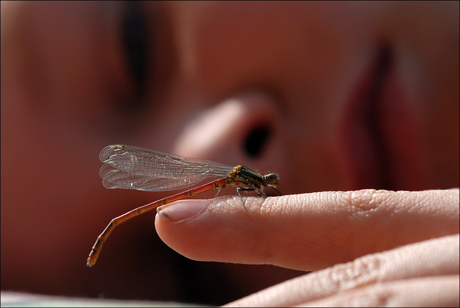 der insektenflsterer 8