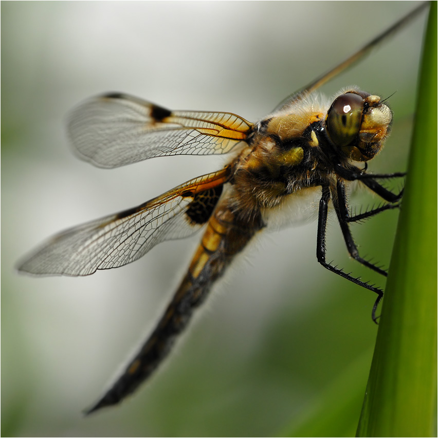 flauschlibelle