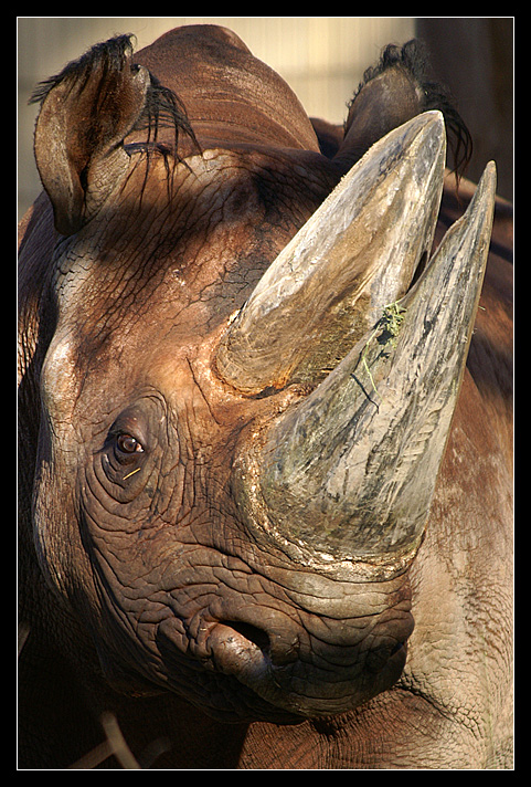 Nashorn