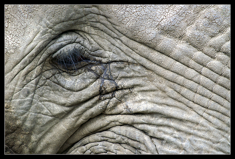 Elefant