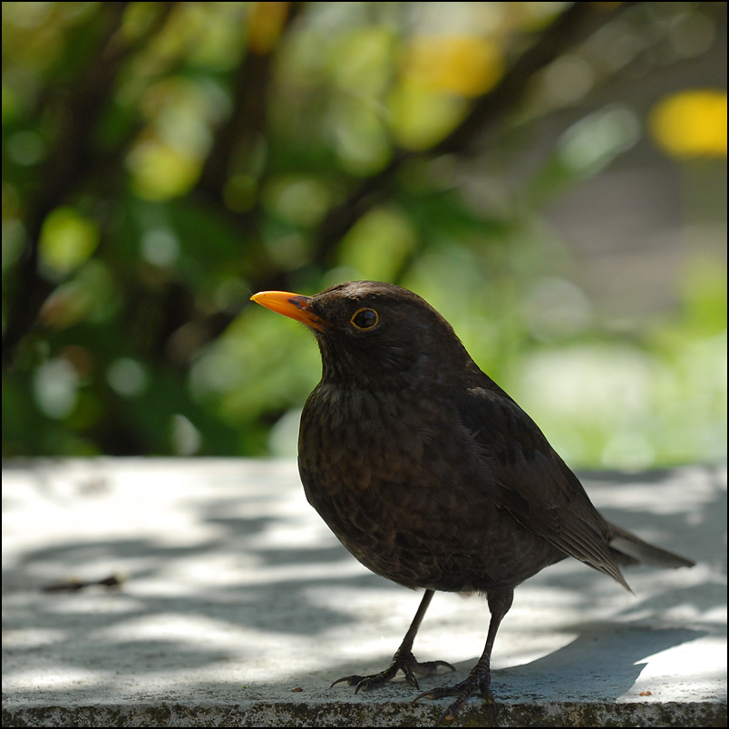 amsel