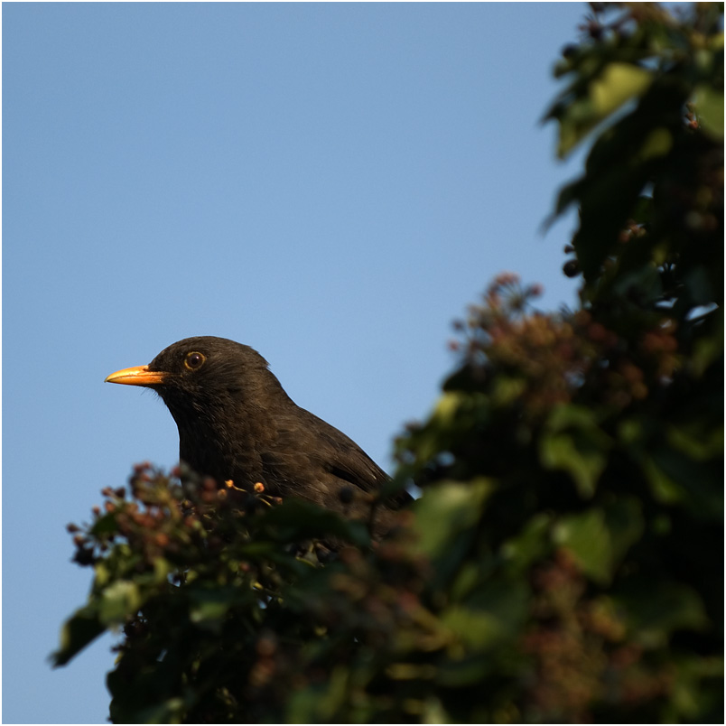 die amsel