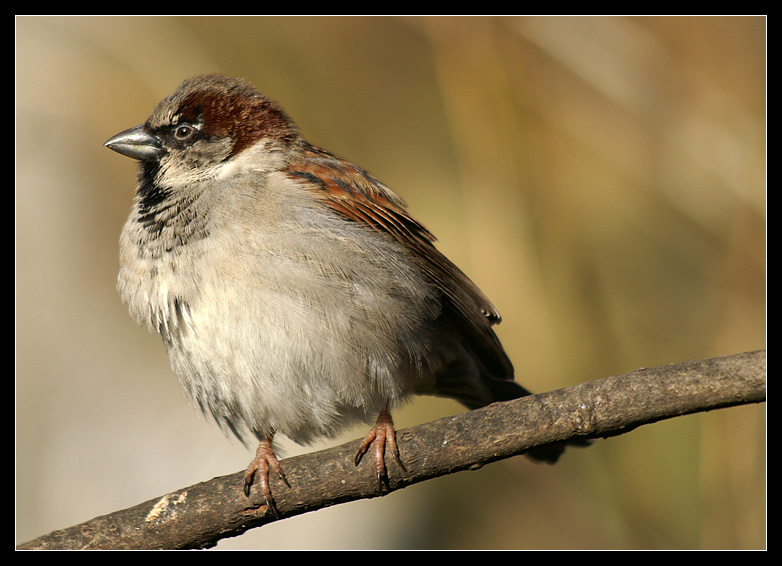 Spatz