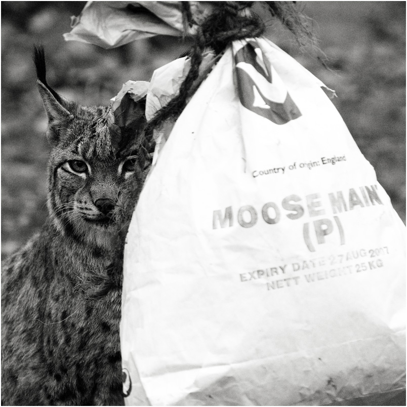 moosemain