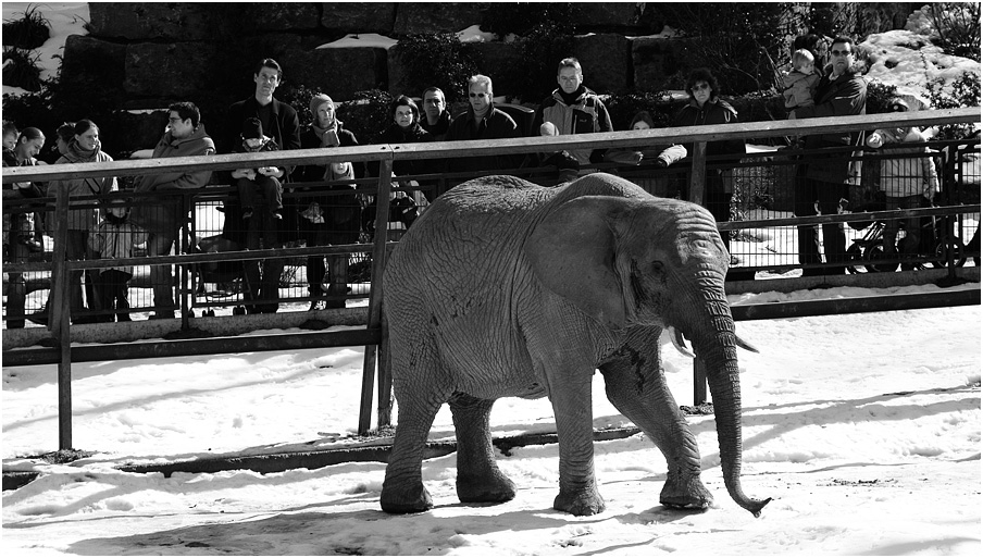 Menschen im Zoo