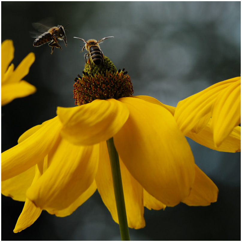 bienchen und blmchen