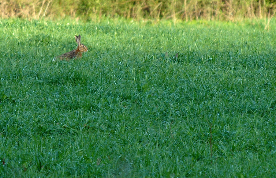 osterhase :-)