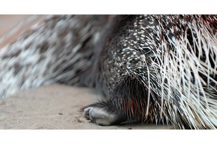 stachelschwein 2