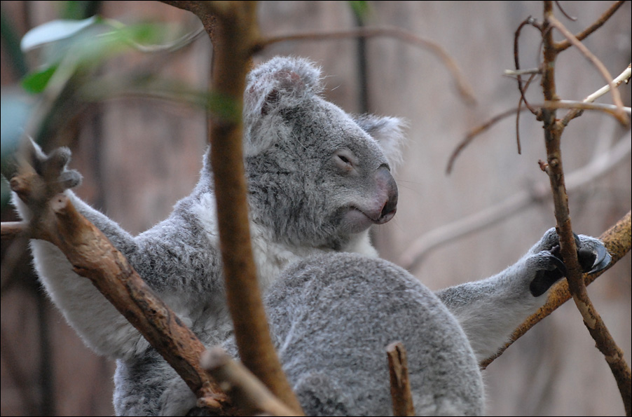 koala 2