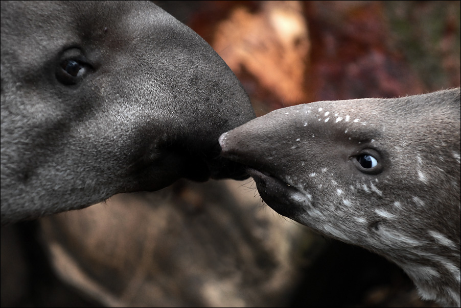 tapire