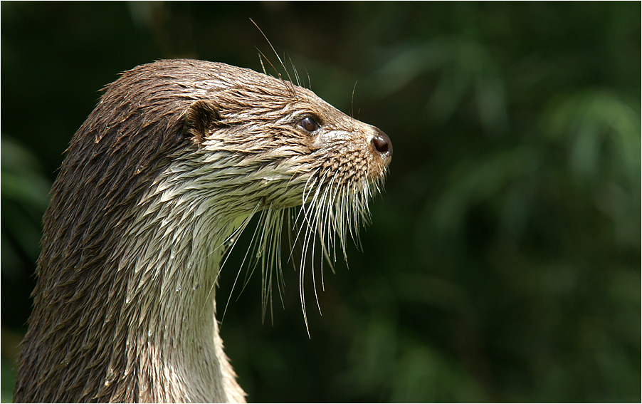 Otter