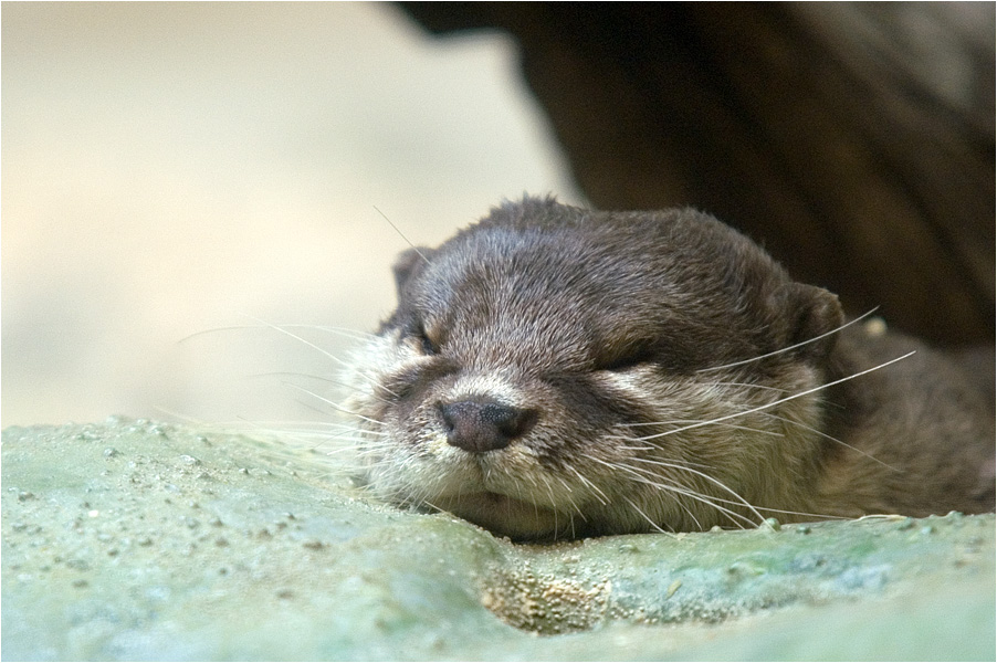 Otter, mde