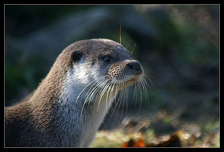 Otter