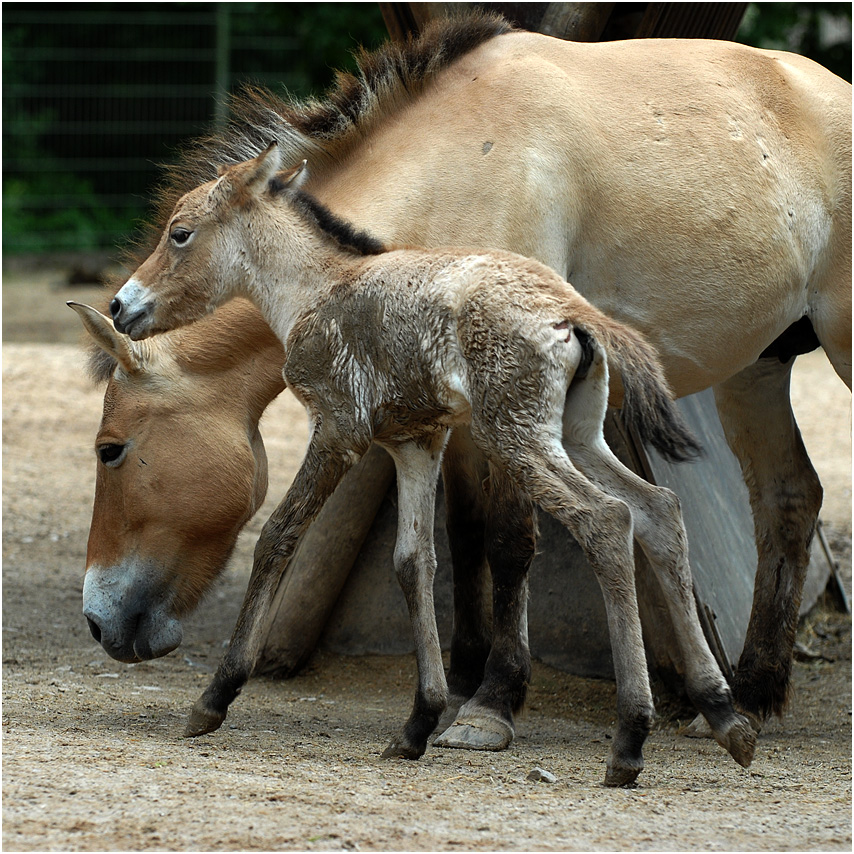 przewalski