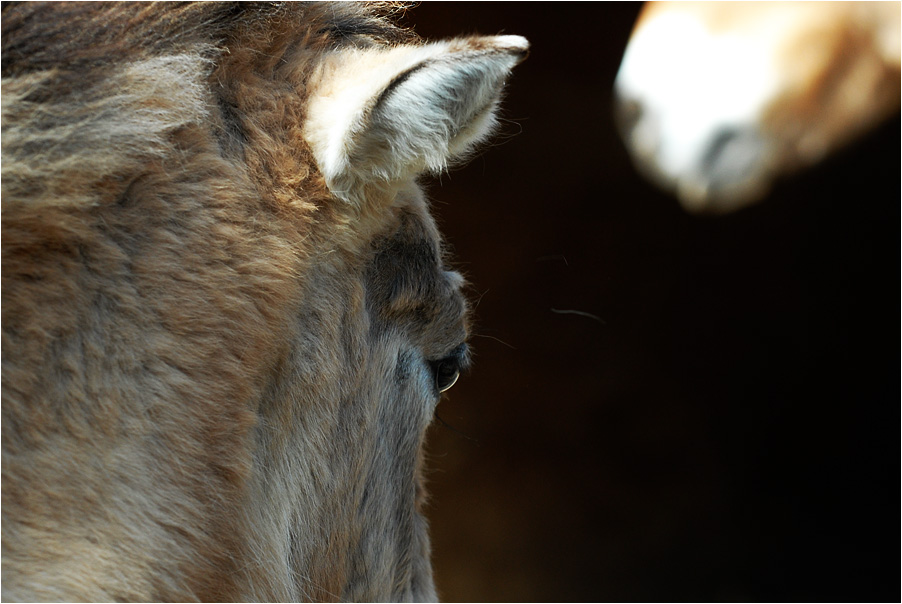 przewalski