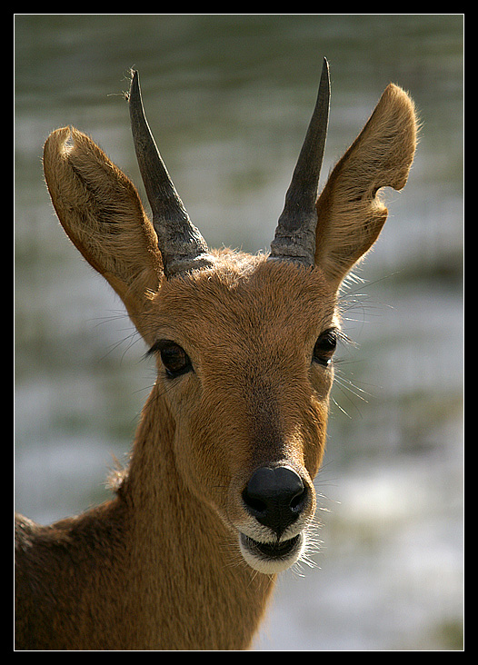 Nyala