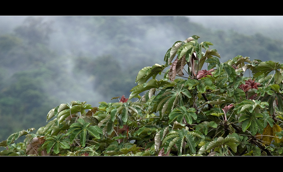 treetop