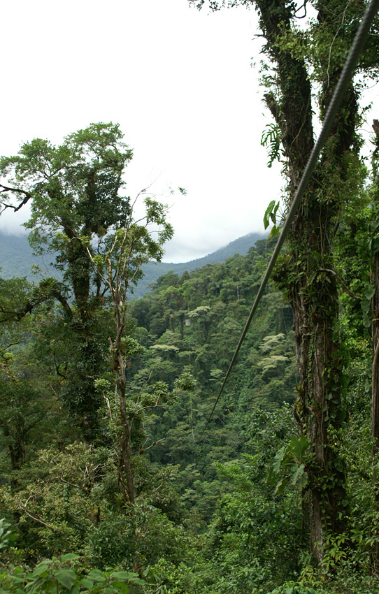 canopy 2