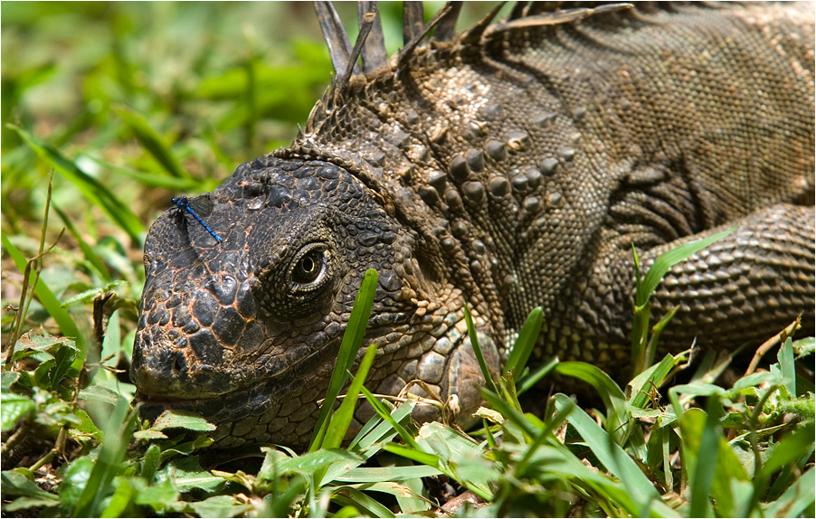 Libelle an Leguan