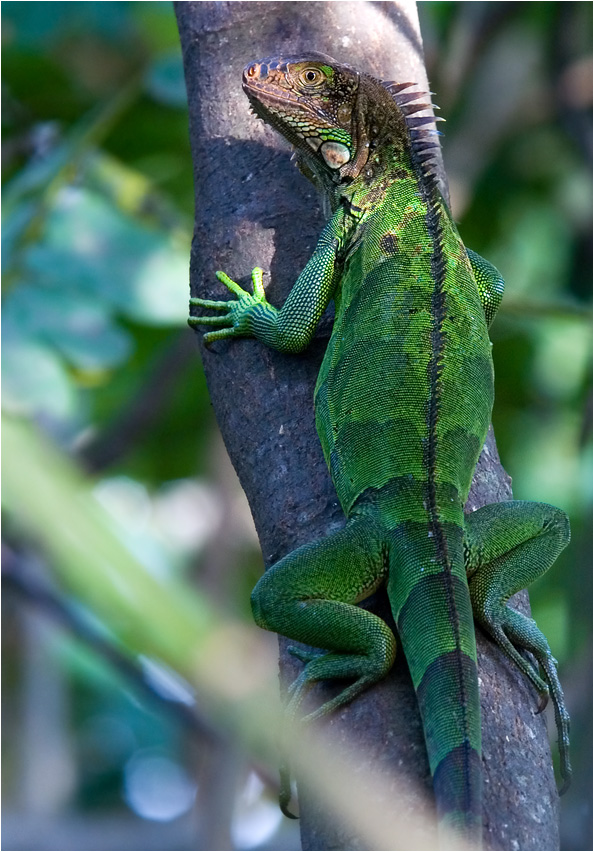 grner Leguan 2