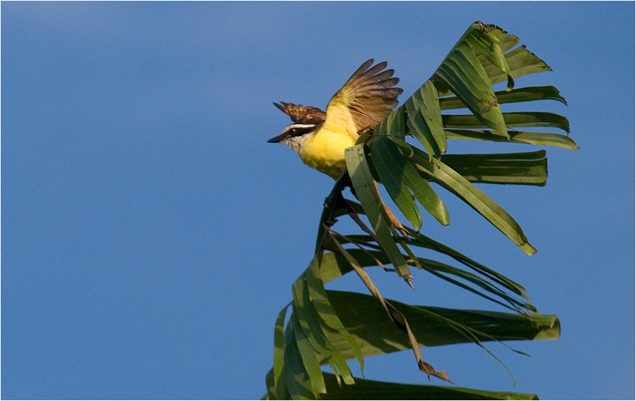 Kiskadee