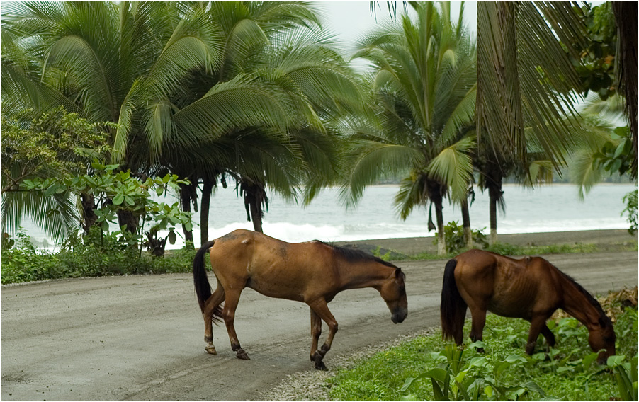 horses crossing