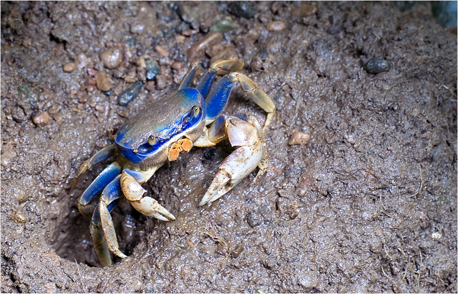 crab