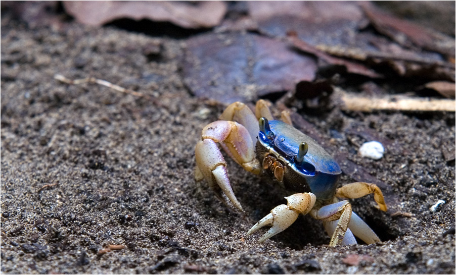 blue crab