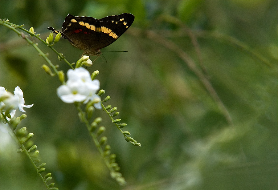 Schmetterling auf Blmchen