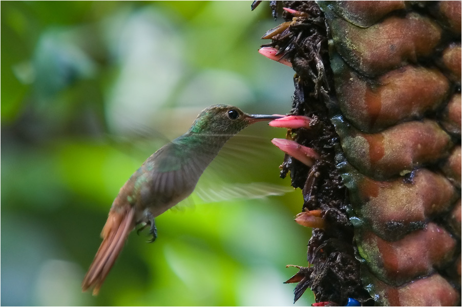 Kolibri