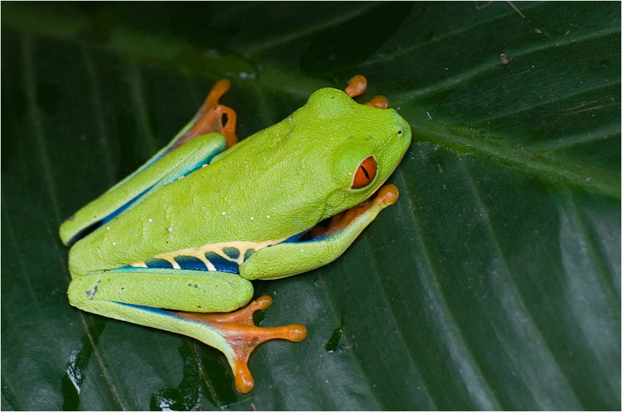 treefrog