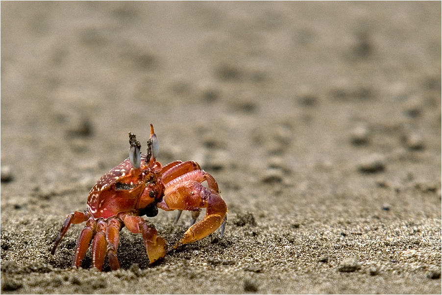 red crab