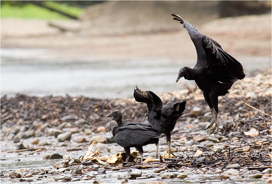 schwarze Geier